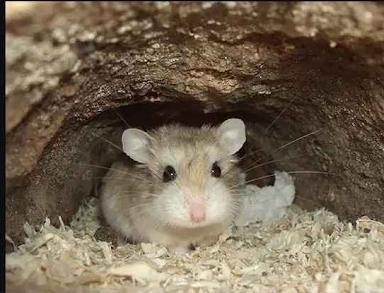 hamster roborovskir